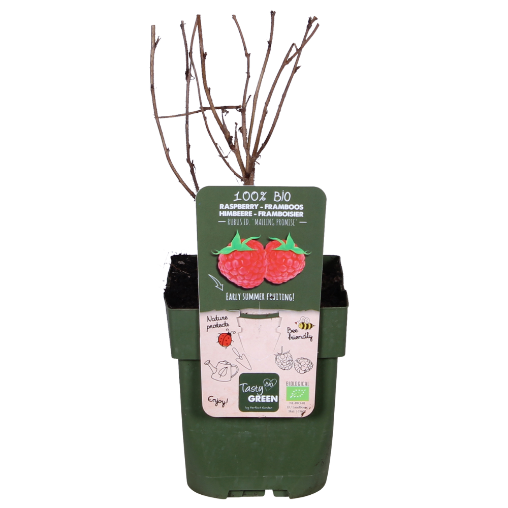 🍓 Rubus idaeus ‘Malling Promise’ – Framboos (BIO)