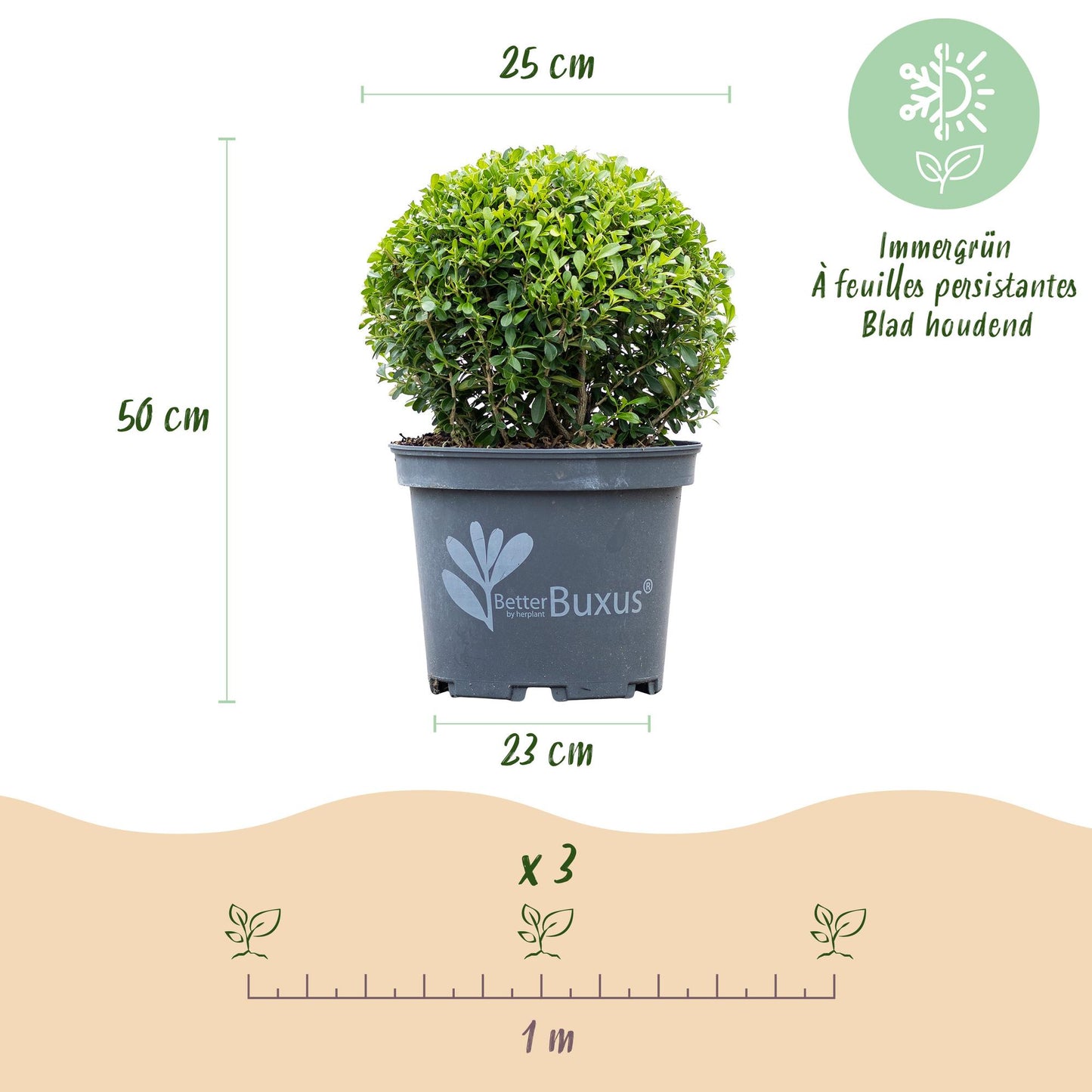 🌿 BetterBuxus ‘Skylight’ | Sterke Buxus Bol (2 Stuks)