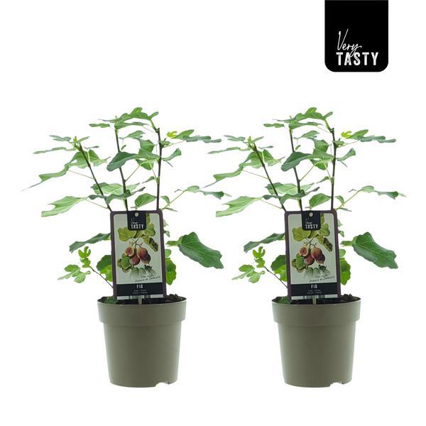 🌳 Ficus carica ‘Précoce de Dalmatie’ – Vijgenboom (2 stuks)