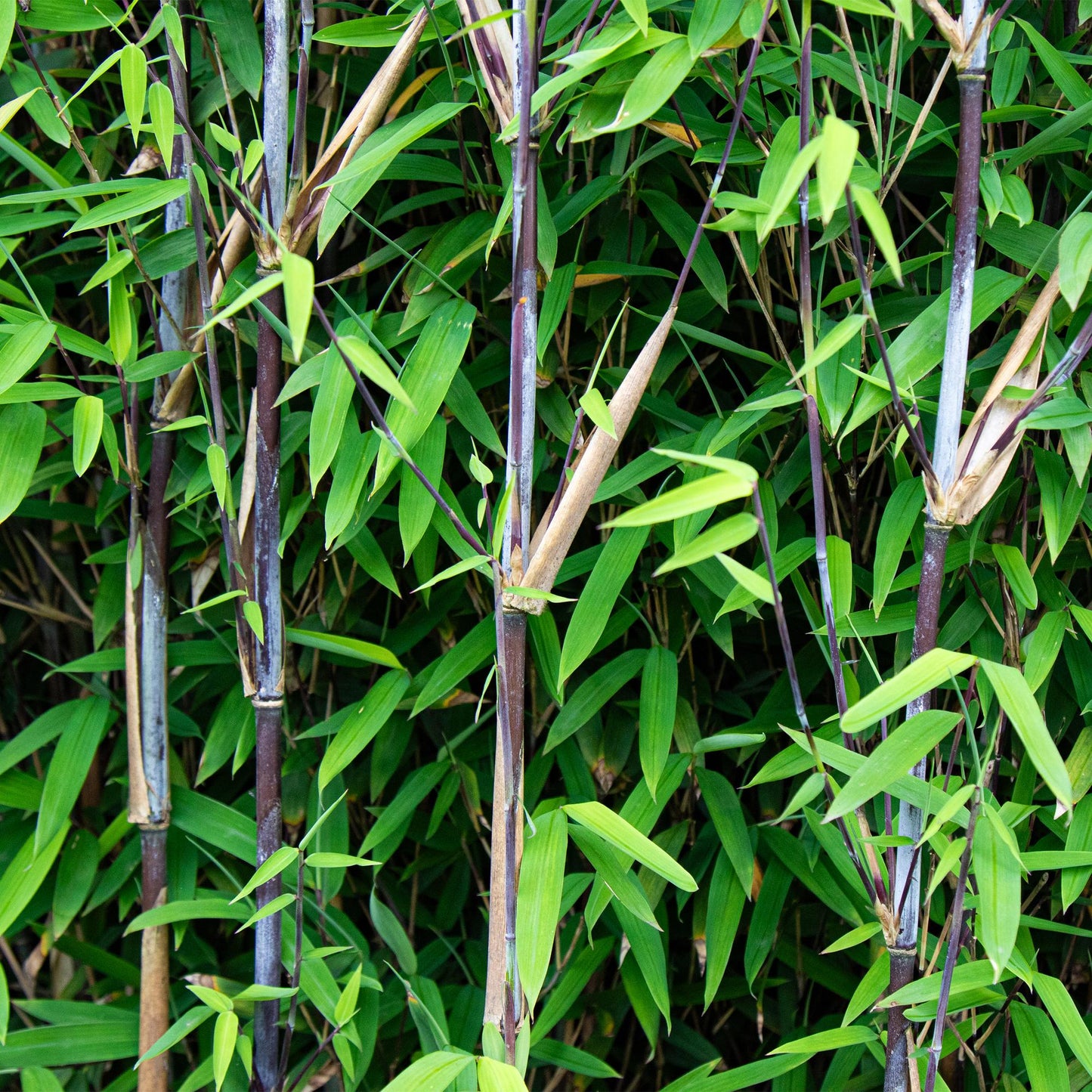 🌿 Bamboe ‘Fargesia Black Dragon’ – Niet Woekerende Bamboe
