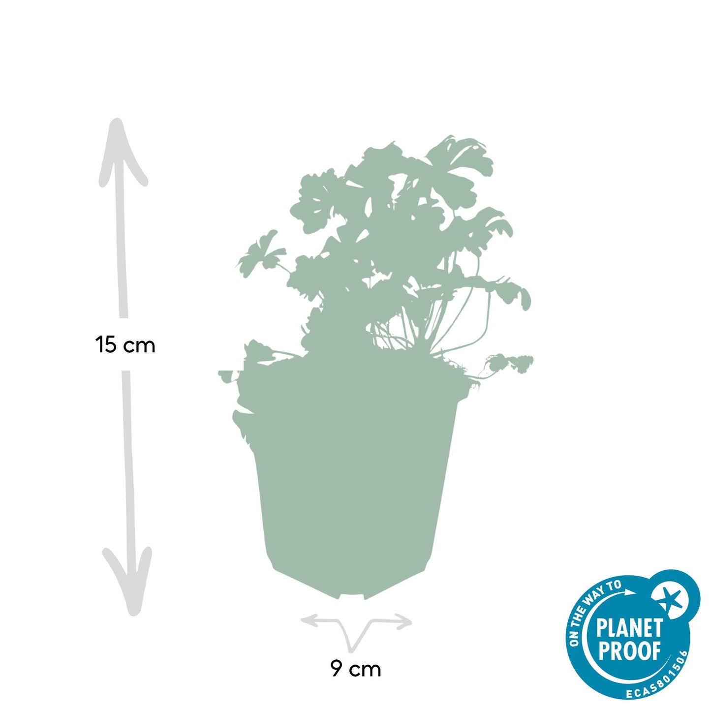 🌸 Geranium ‘Biokovo’ – Winterharde Bloeiende Bodembedekker (6 stuks)