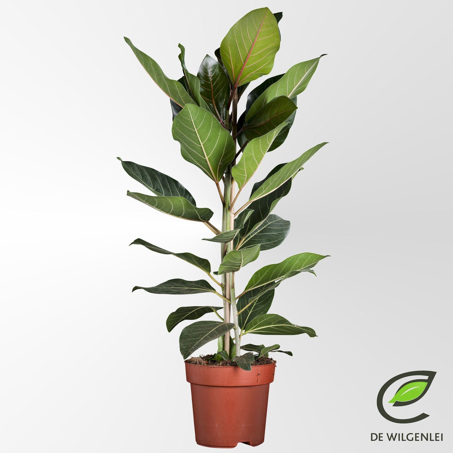 🌿 Ficus Benghalensis ‘Joy’ | Luchtzuiverende Kamerplant