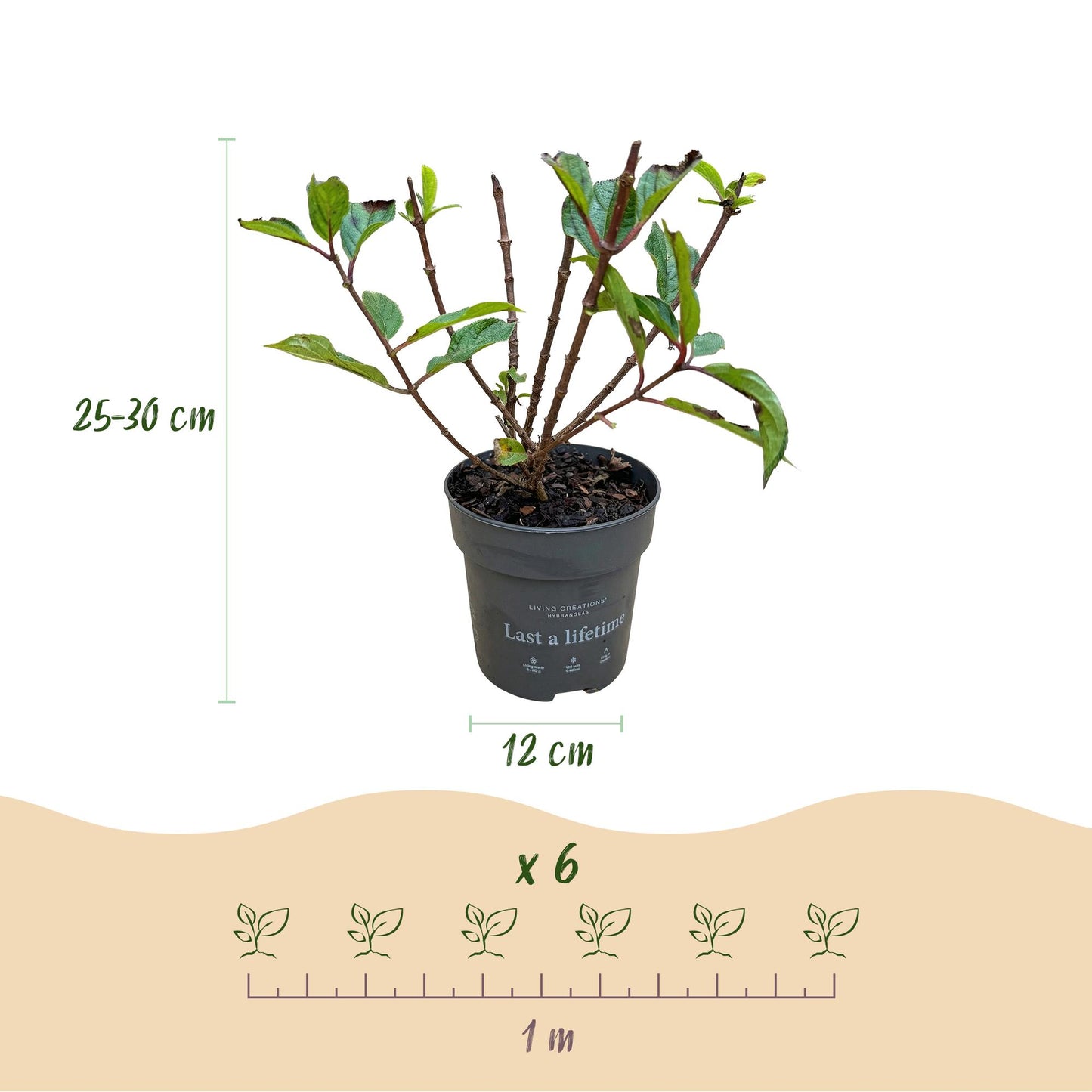 🌸 Hydrangea panniculata ‘Living Little Rosy’ – Pluimhortensia | (3 stuks)