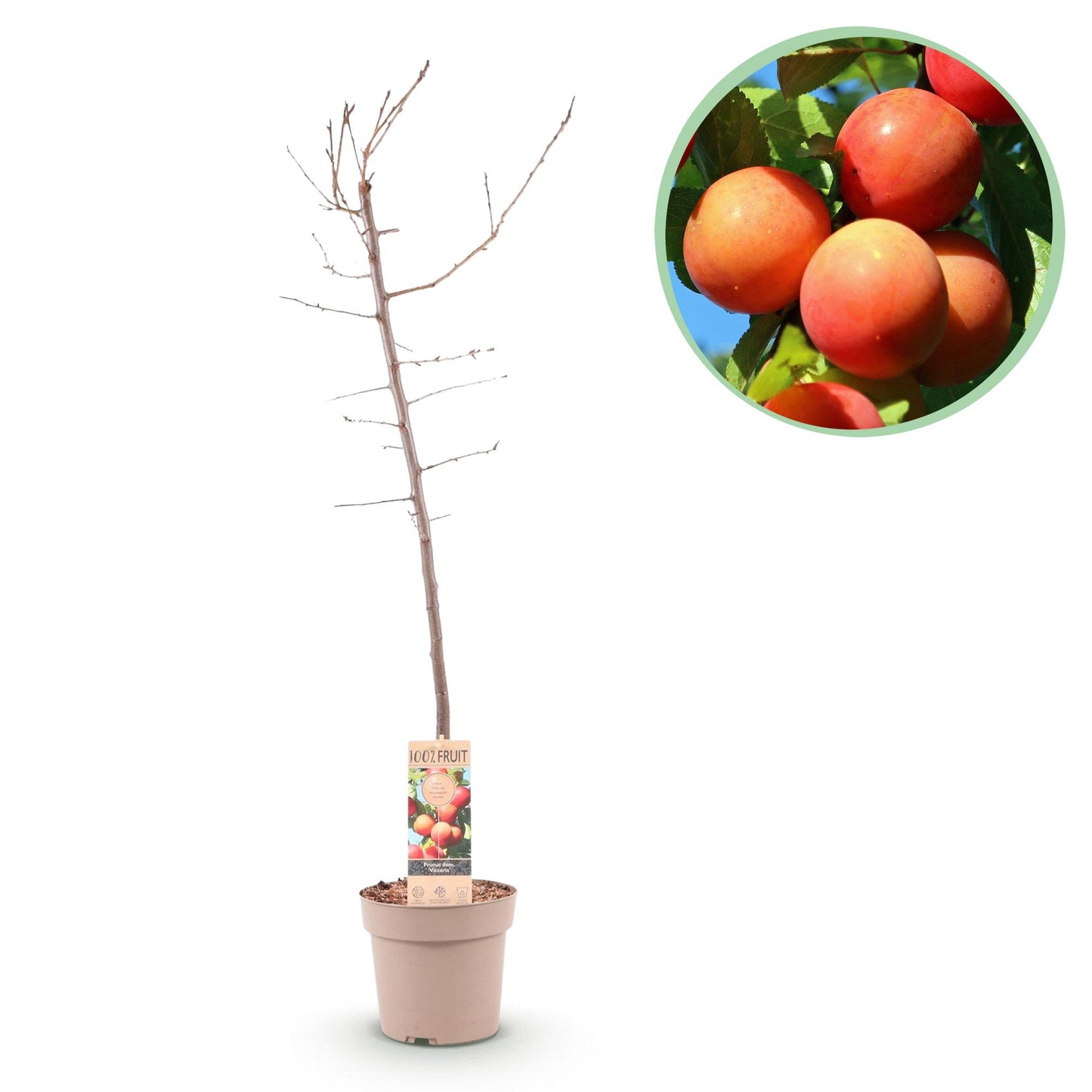 🌳 Prunus domestica ‘Victoria’ – Pruimenboom