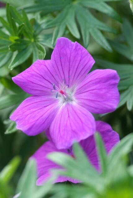 🌸 Geranium ‘Tiny Monster’ – Winterharde Bloeiende Bodembedekker (6 stuks)