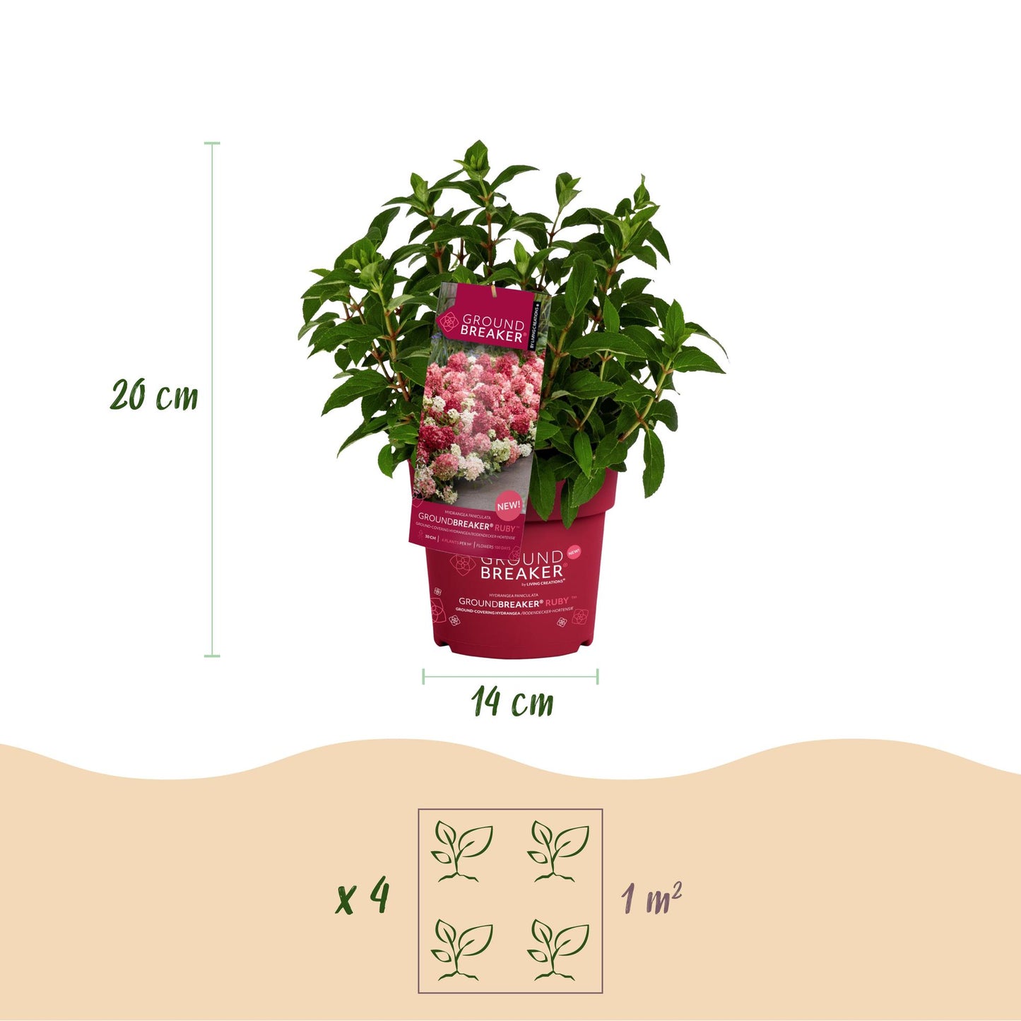 🌸 Hydrangea Groundbreaker Ruby | Pluimhortensia