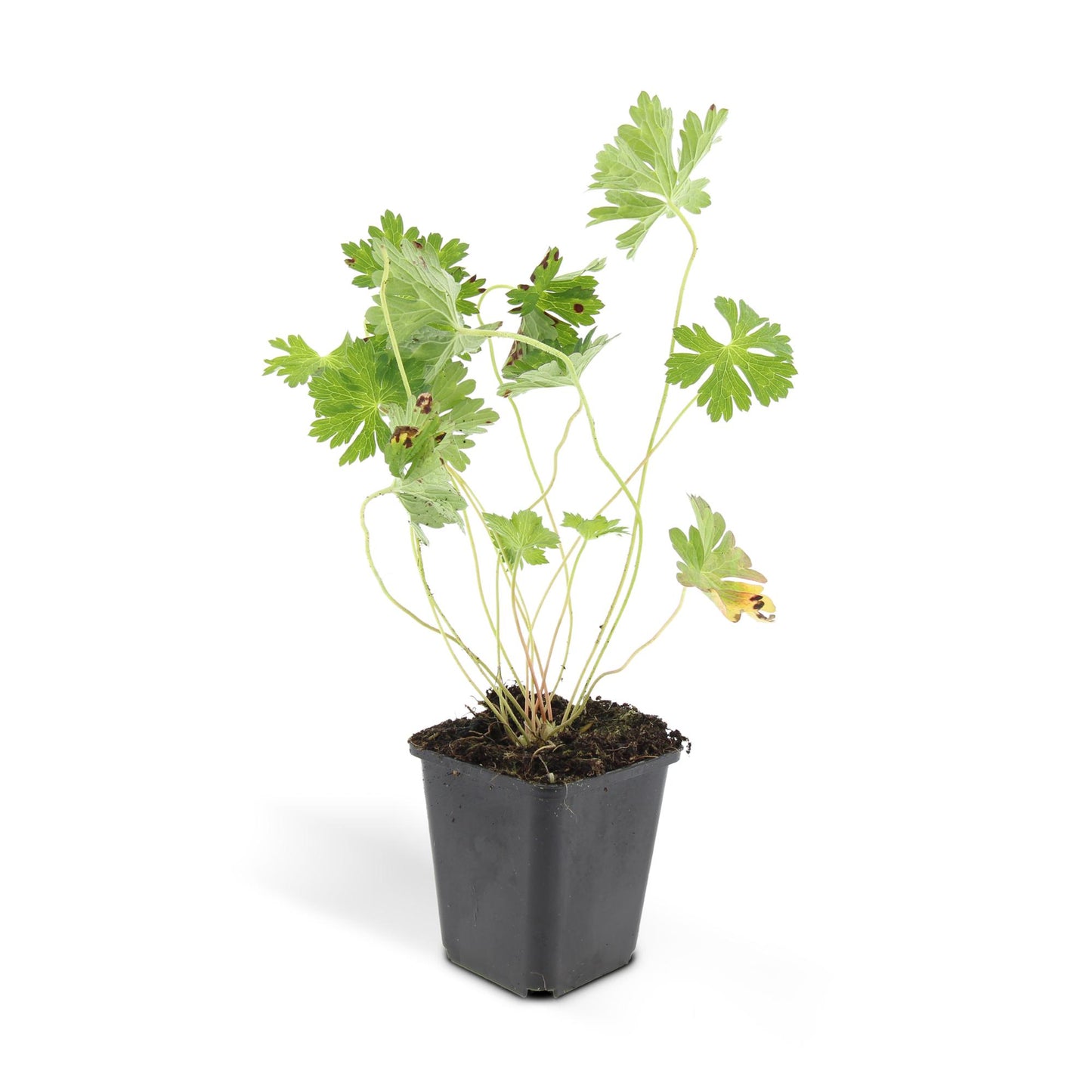 💜 Geranium ‘Rozanne’ – Winterharde Langbloeiende Vaste Plant (6 stuks)