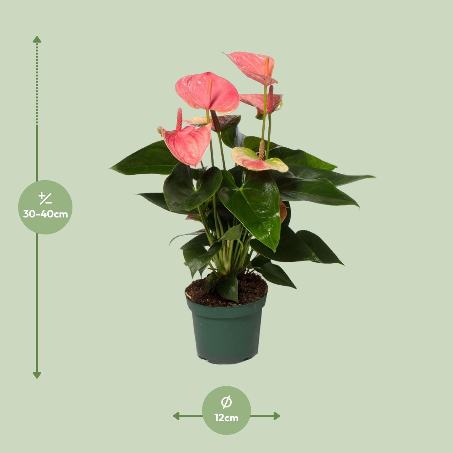 🌸 Anthurium ‘Sweet Dream’ Flamingoplant