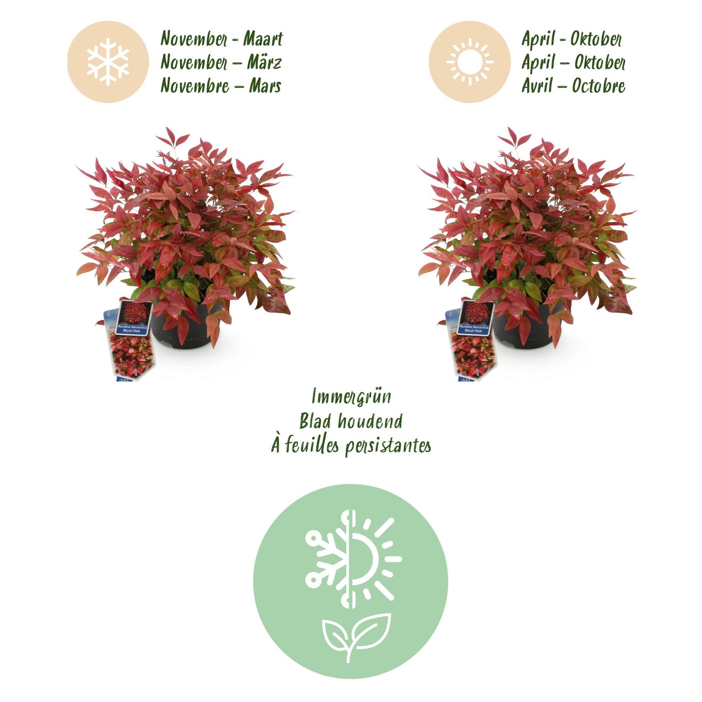 Nandina ‘Blush Pink’ – Hemelse Bamboe | (2 stuks)