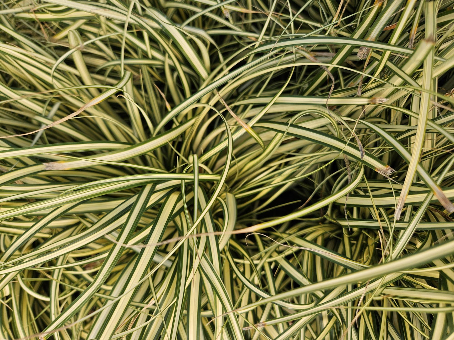 🌾 Carex ‘Evergold’ – Wintergroen Siergras voor Zon & Halfschaduw (24 stuks)