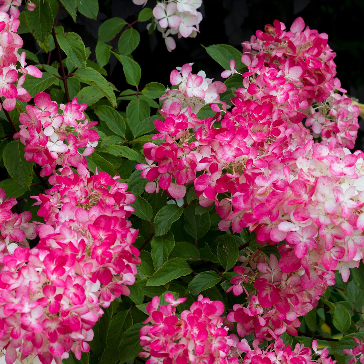 🌸 Hydrangea paniculata ‘Pink Diamond’ – Pluimhortensia