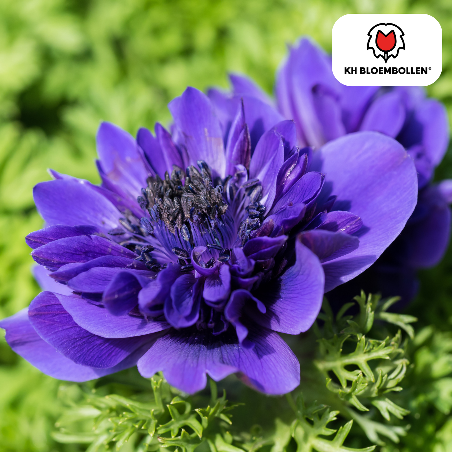 Anemonen Dubbel 🌼 | Mix van Bloembollen – Rijkbloeiend & Kleurrijk (30 stuks)