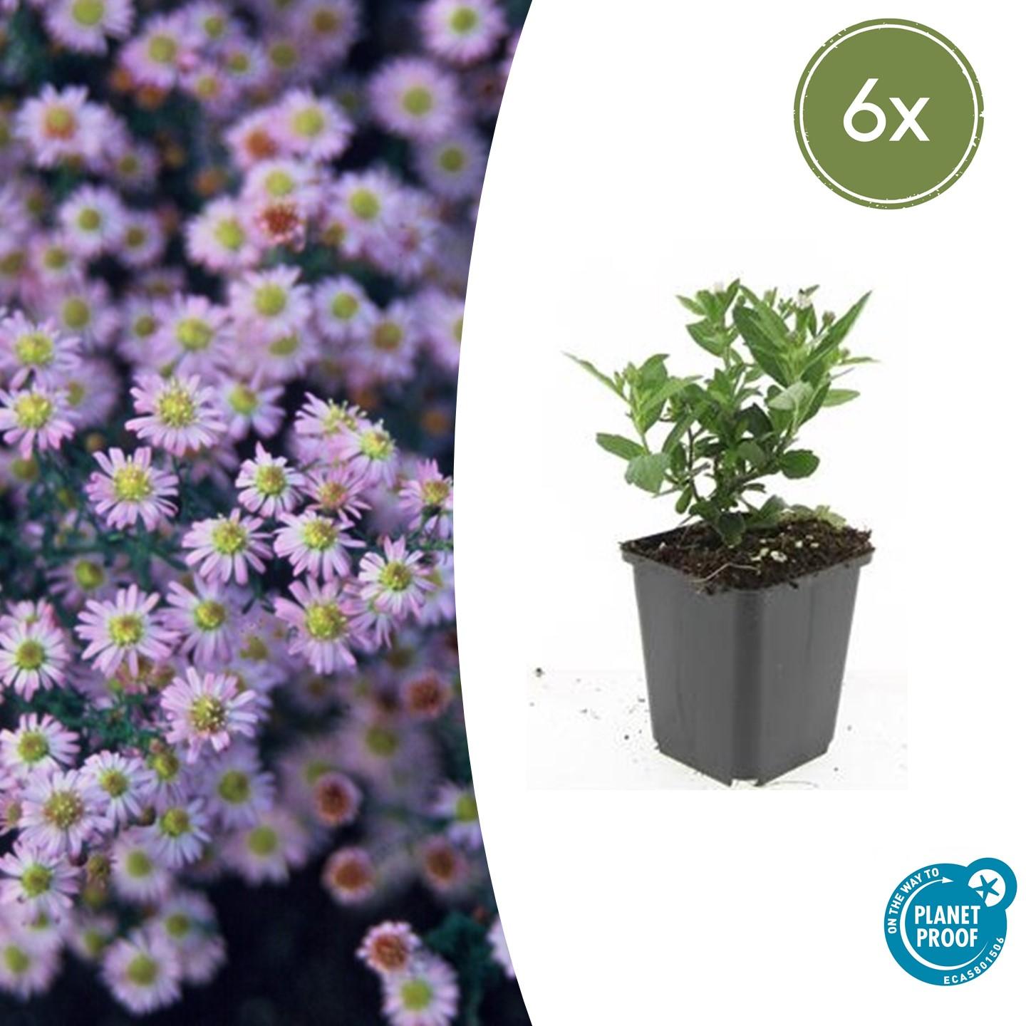 🌸 Aster ageratoides ‘Stardust’ – Herfstaster (6 Stuks)