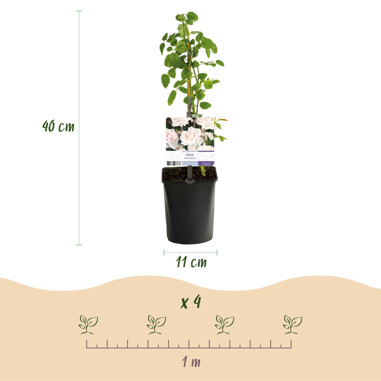 🌹 Rosa ‘Tricolour’ – Klimroos (3 Stuks)