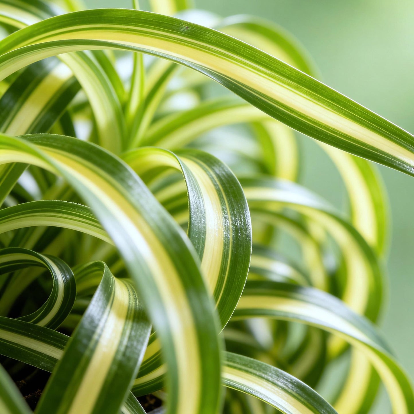 Chlorophytum comosum ‘Bonnie’ – Krullende Graslelie | (4 stuks)