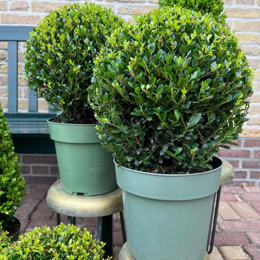 🌿 Ilex crenata ‘Jenny’ Bol XL | Buxus Vervanger (2 Stuks)