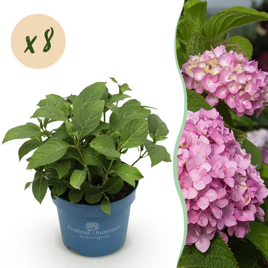 🌸 Hydrangea ‘Endless Summer – The Original Pink’ | Hortensia (8 Stuks)