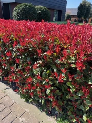 🌿 Photinia fraseri ‘Carré Rouge’ | Haagplant met Rood Blad (8 Stuks)