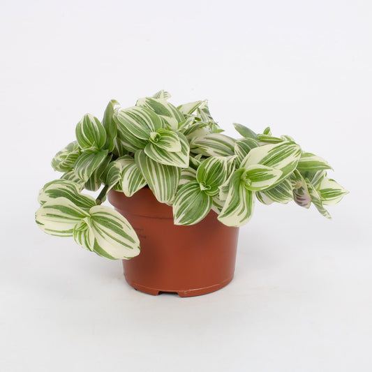 🌿 Tradescantia albiflora ‘White Beach’ | Hangplant