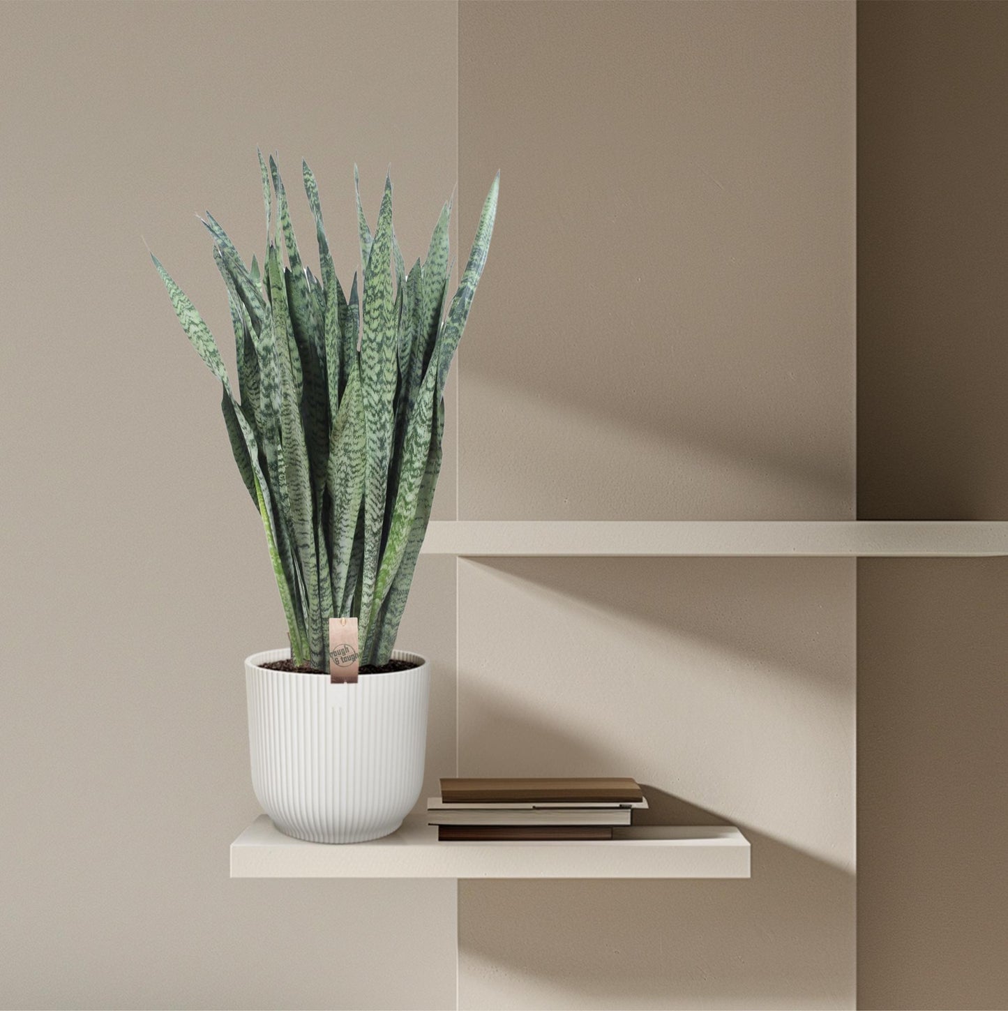 🌿 Sansevieria Zeylanica