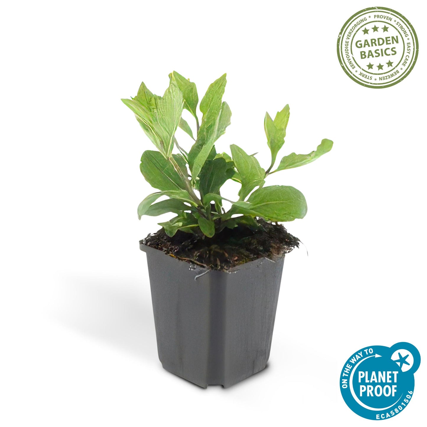 🌸 Aster ‘Asran’ – Winterharde Bloeiende Bodembedekker (24 stuks)
