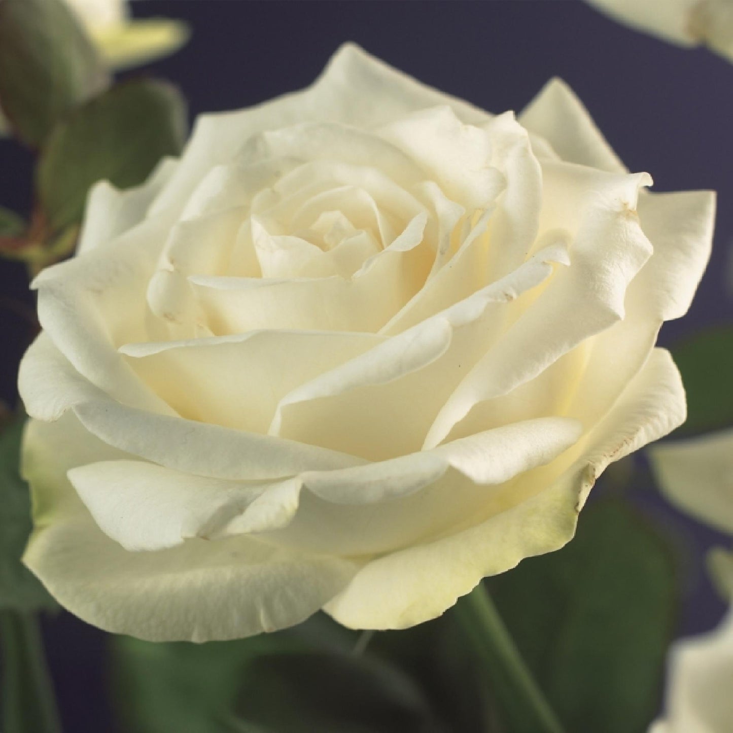 🤍 Rosa ‘White Climber’ – Klimroos (2 Stuks)