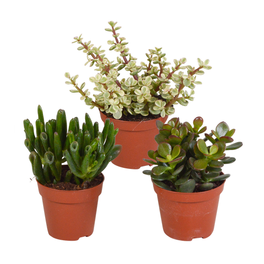🌵 Crassula Mix Zonder pot (3 stuks)
