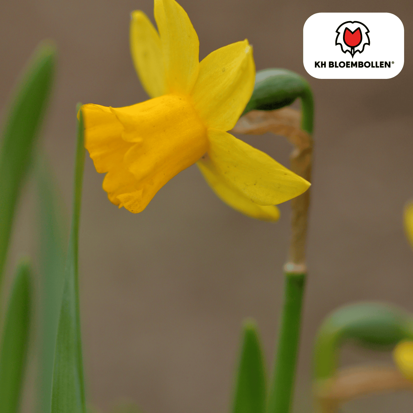 🌼 Narcis ‘Tête-à-Tête Vroege Voorjaarsbloeier & Bijenlokker (25 stuks)