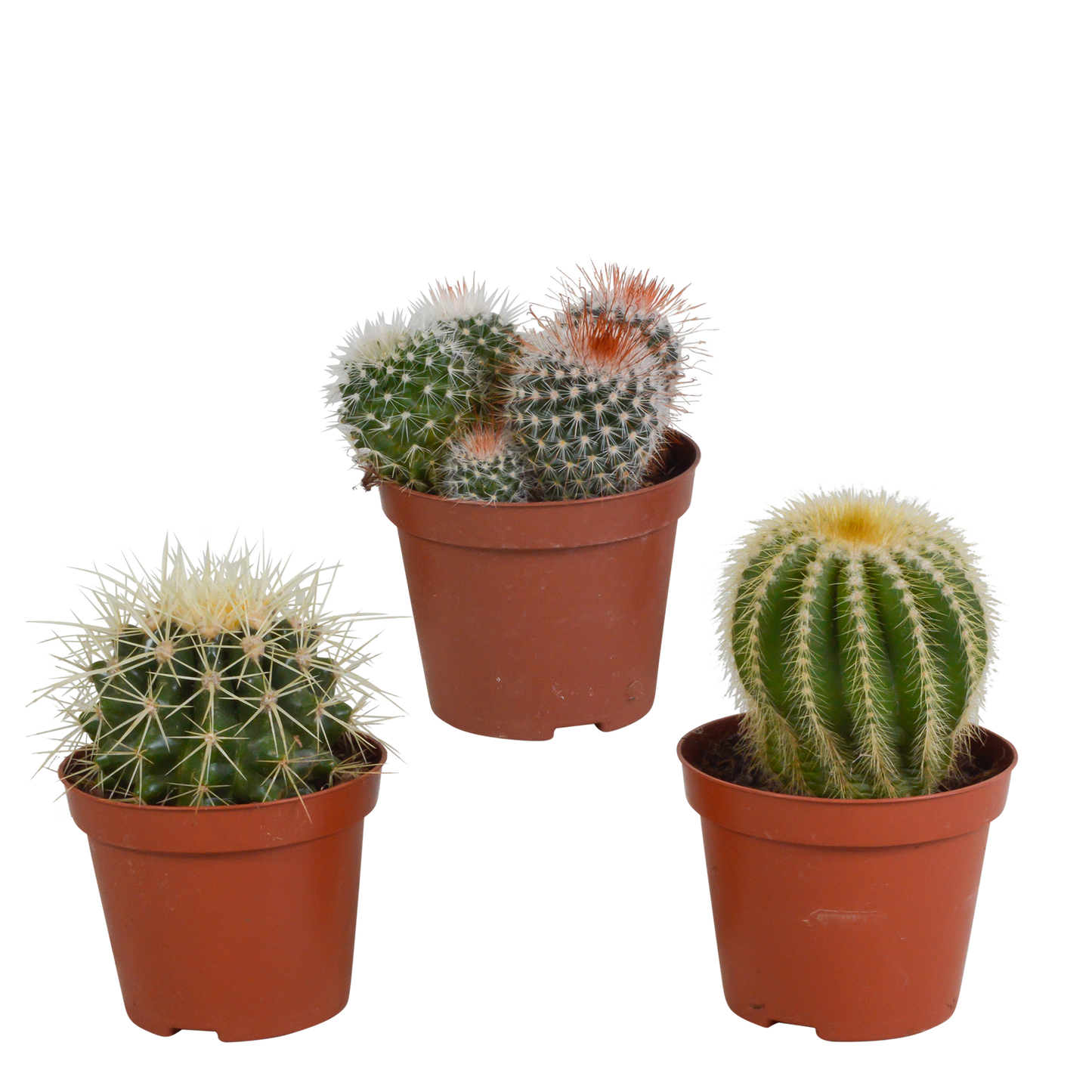 🌵 Bolcactus Mix – Zonder pot (3 stuks)