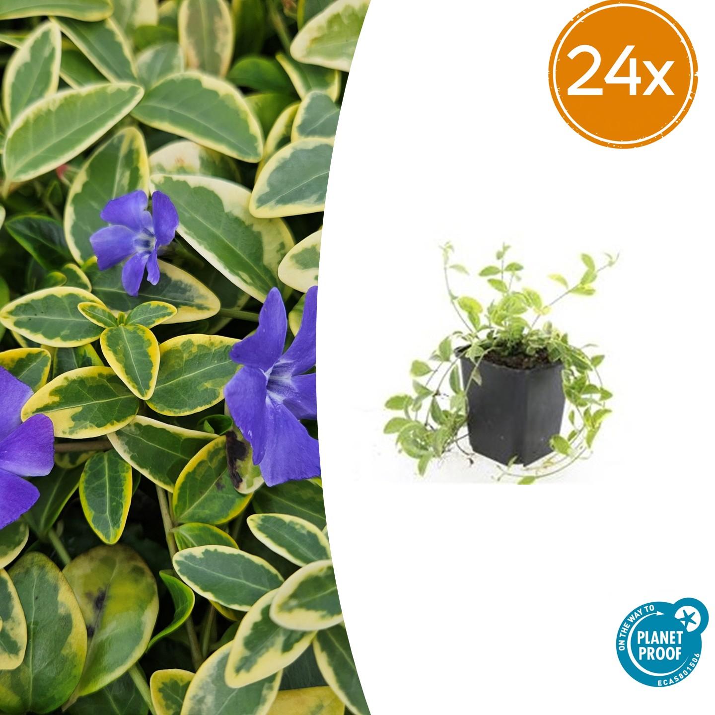 🌿 Vinca minor ‘Aureovariegata’ – Winterharde Bonte Bodembedekker (24 stuks)