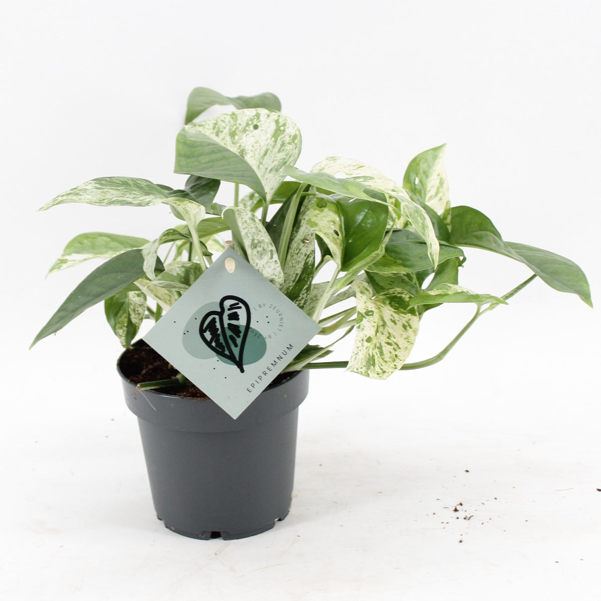 🤍 Epipremnum ‘Marble Variegata’ – Groen-wit gemarmerde kamerplant