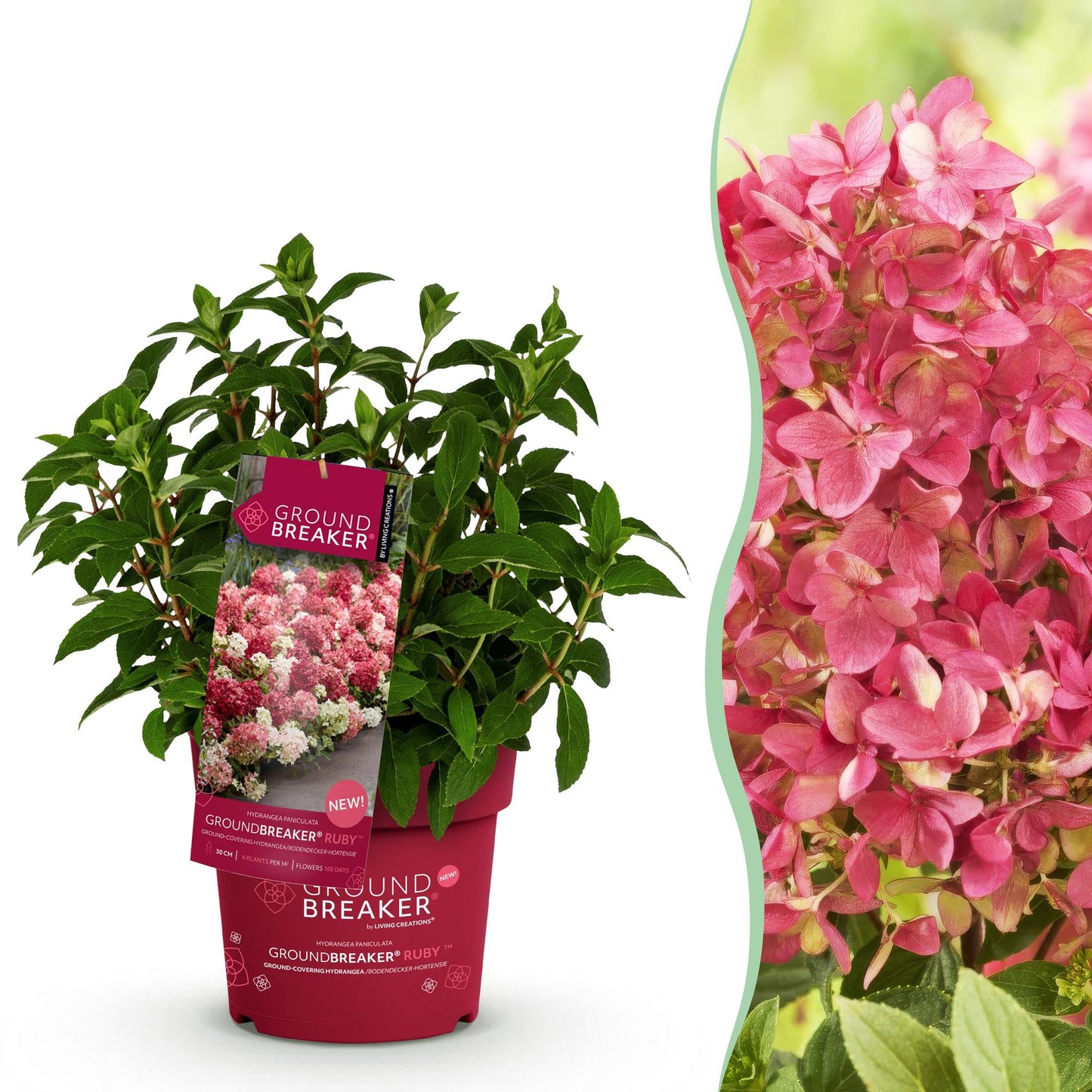 🌸 Hydrangea Groundbreaker Ruby | Pluimhortensia