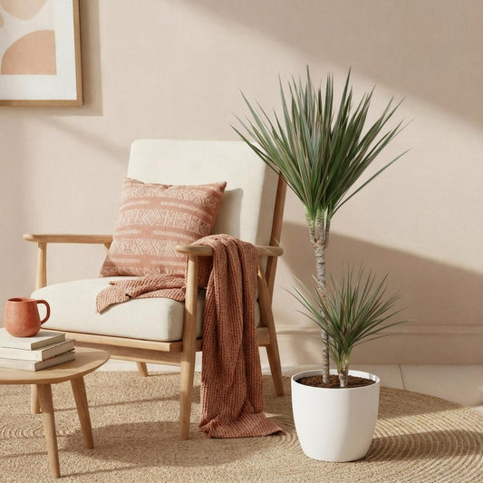 🌿 Dracaena Marginata Bicolor – Drakenbloedboom met Witte Pot