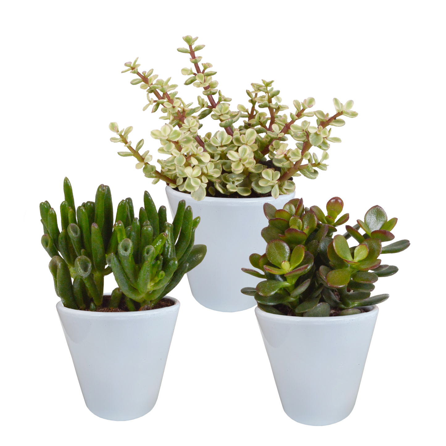 🌵 Crassula Mix in witte pot (3 stuks)