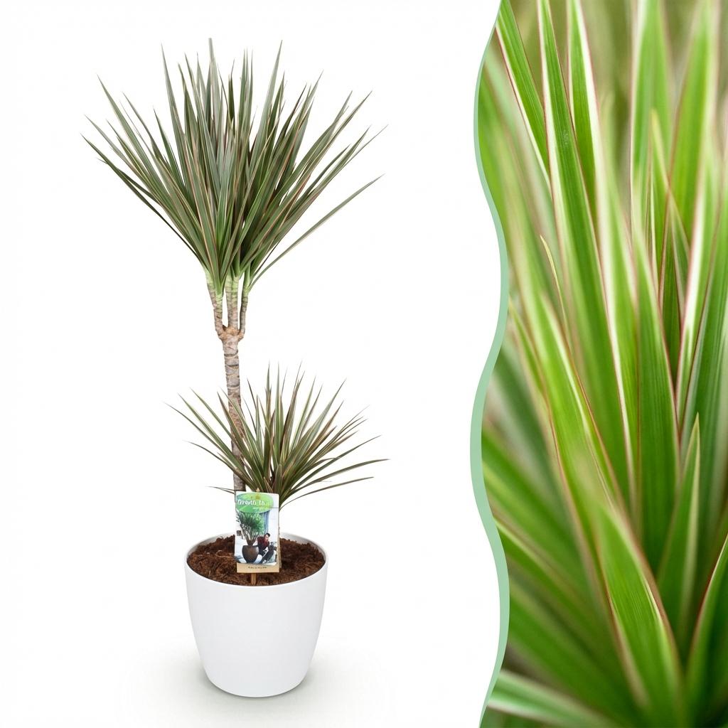 🌿 Dracaena Marginata Bicolor – Drakenbloedboom met Witte Pot