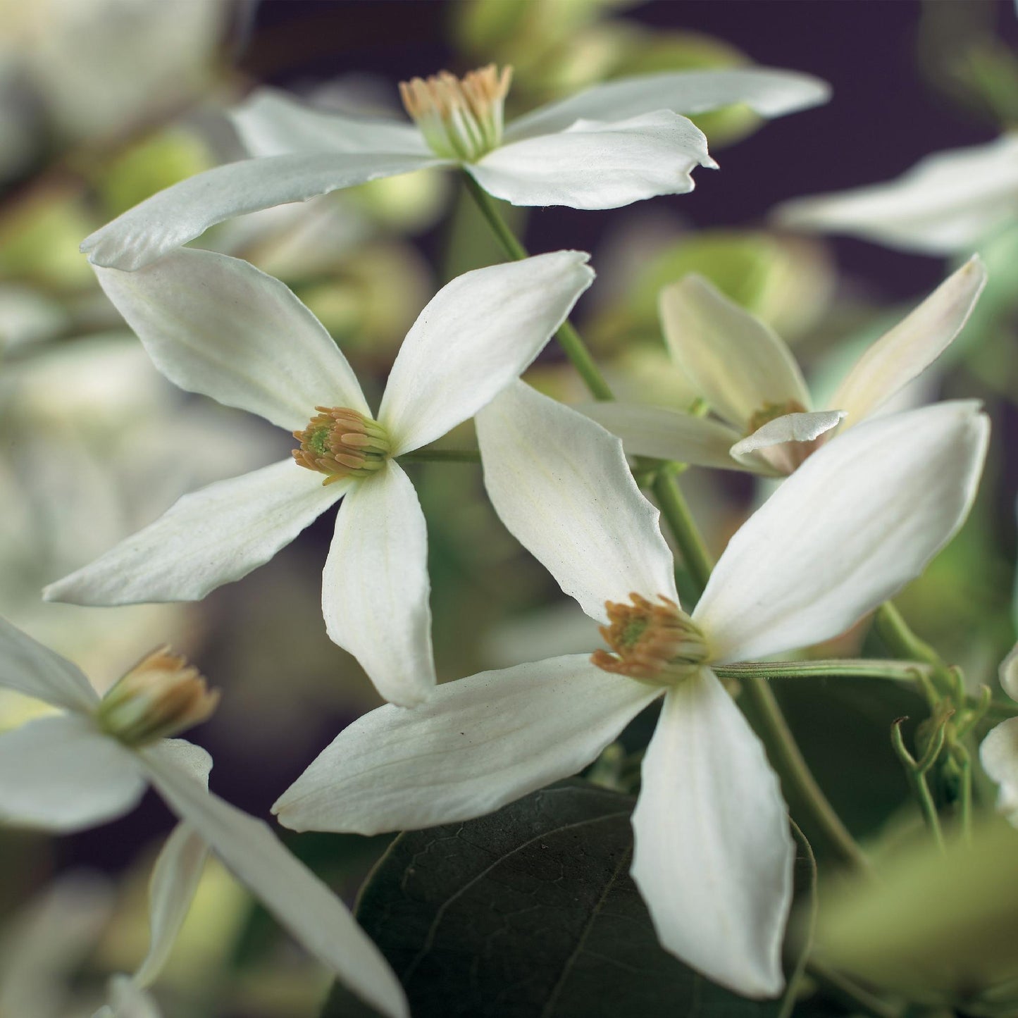 🤍 Clematis armandii – Groenblijvende Klimplant