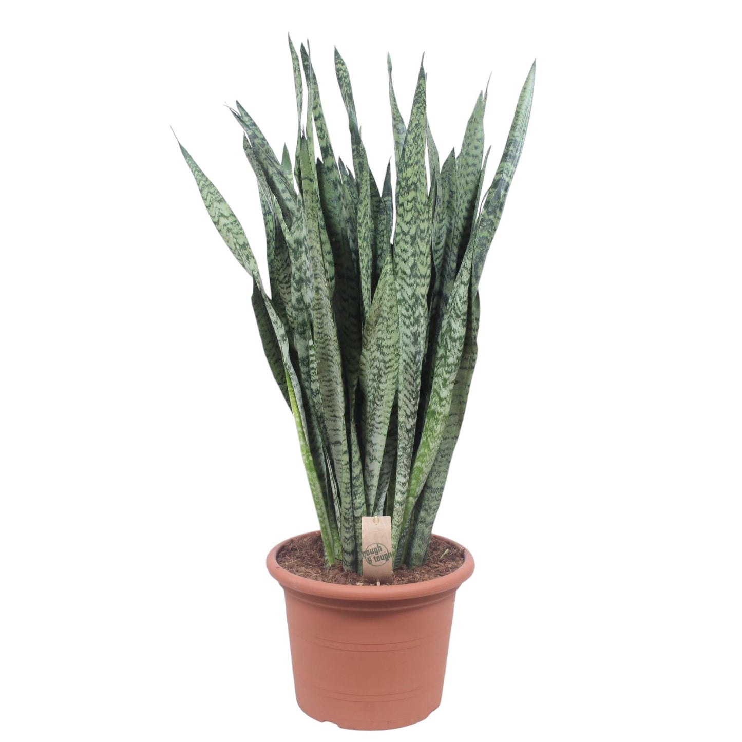 🌿 Sansevieria Zeylanica