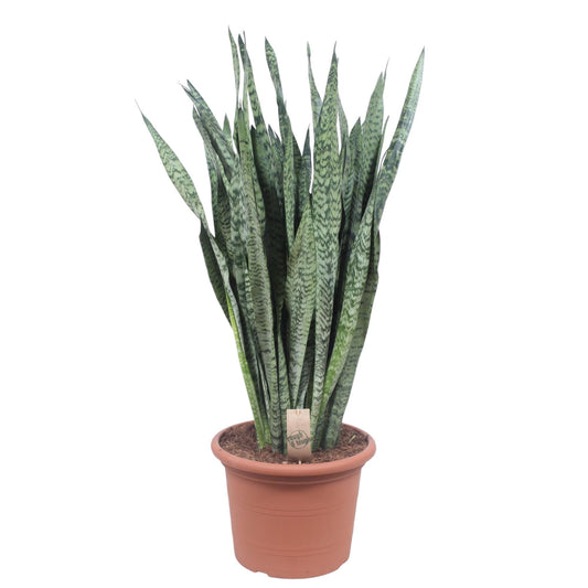 🌿 Sansevieria Zeylanica – 110 cm – Ø35 cm