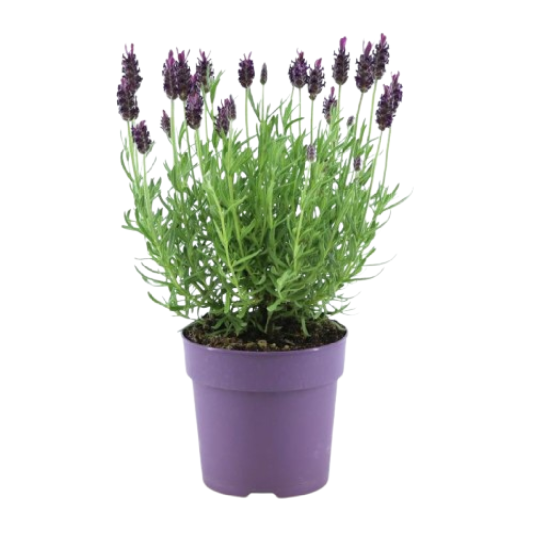 🌸 Lavandula stoechas ‘Anouk®’ – Franse Lavendel (6 stuks)