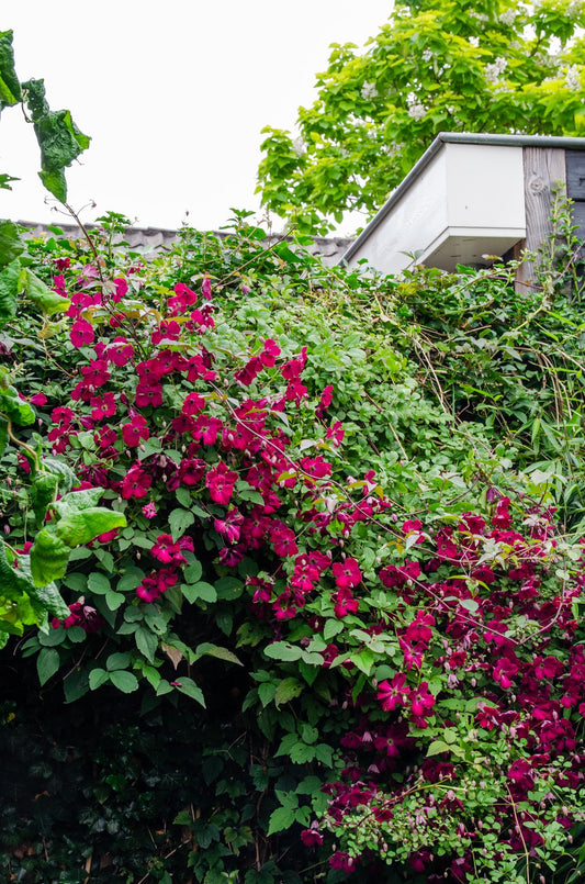 🌸 Clematis ‘Hagley Hybrid’ – Klimplant