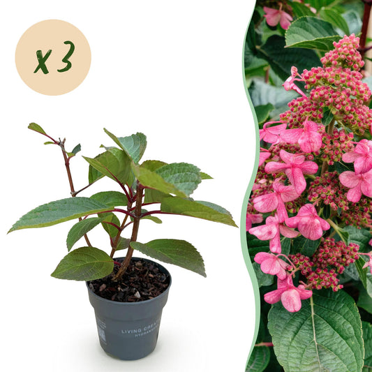 🌸 Hydrangea panniculata ‘Living Infinity’ – Pluimhortensia | (3 stuks)