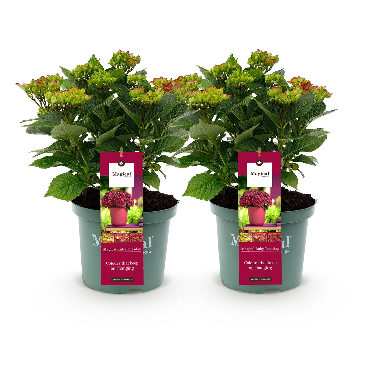 ❤️ Hydrangea ‘Magical Tuesday & Sapphire’ – Rode Hortensia | (2 stuks)