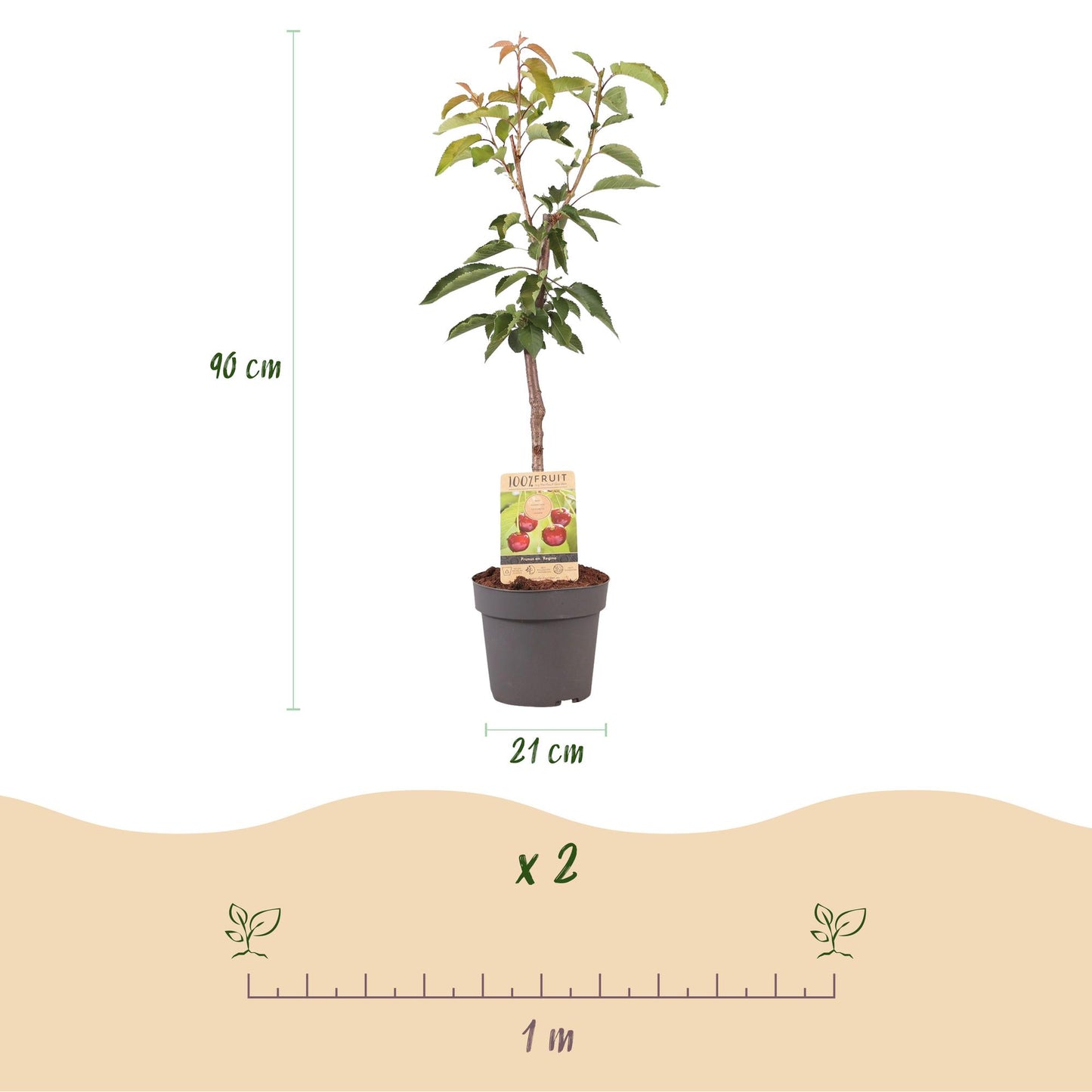 🍒 Prunus avium ‘Regina’ – Kersenboom