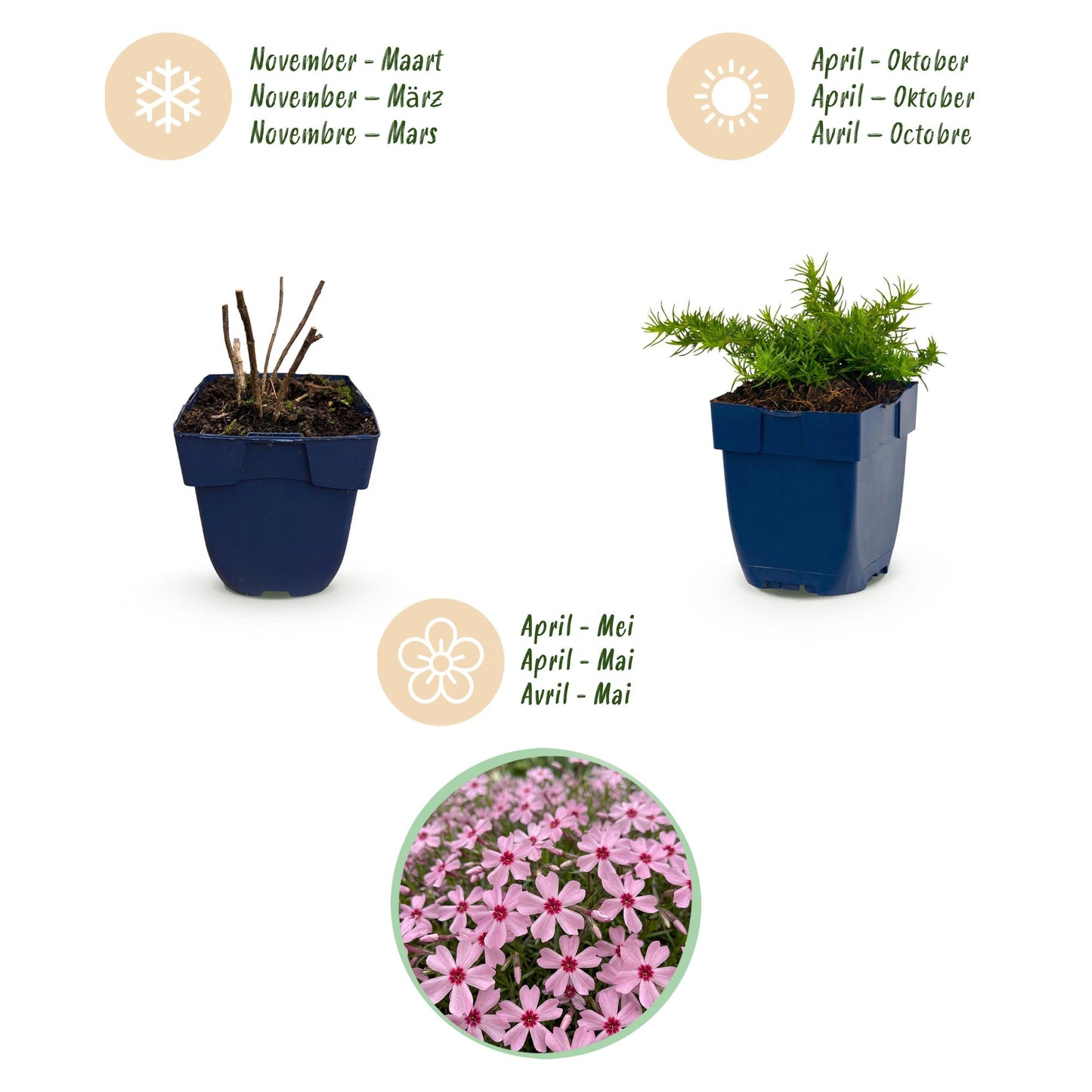 🌿 Phlox subulata 'Rosette' – Roze Vlambloem | 3 stuks