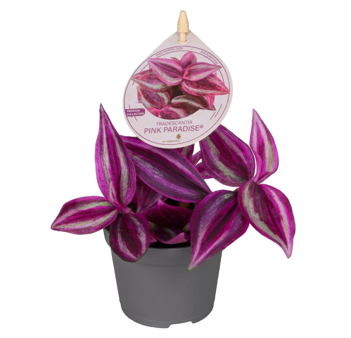 🌸 Tradescantia ‘Pink Paradise’® – Roze-paarse kamerplant