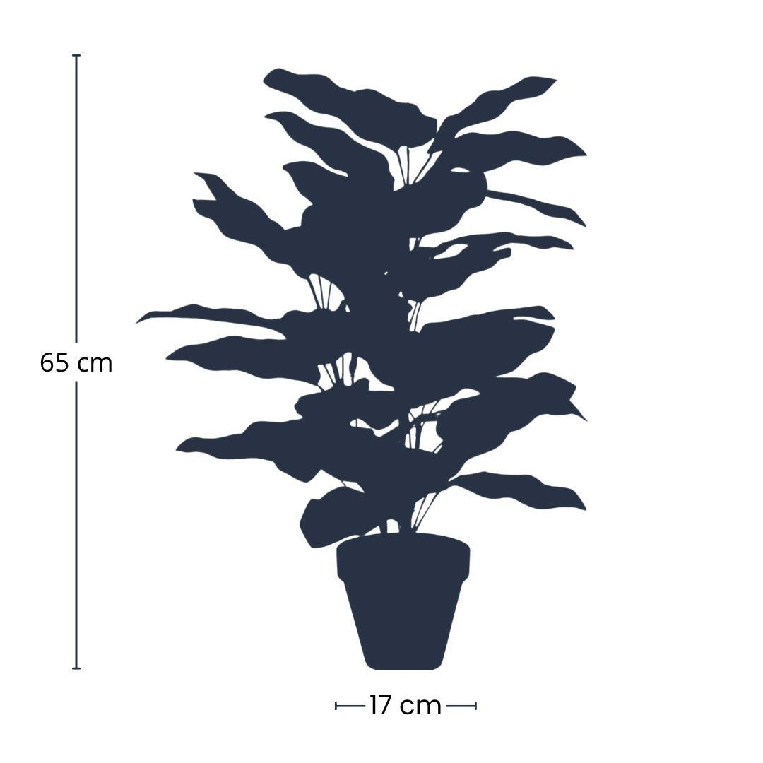 🌿 Calathea – Realistische Kunstplant in Pot (65 cm)