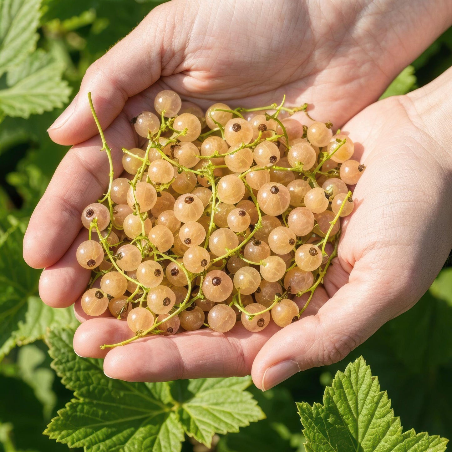 🍇 Witte Bes ‘Witte Hollander’ – Ribes rubrum | (6 stuks)