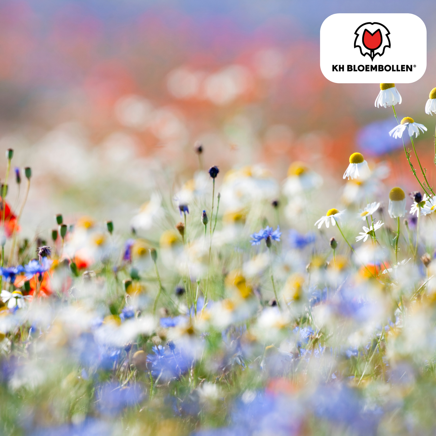 🌼 Wilde Bloemenzaad Mengsel – Bijen & Vlinders (100 g | 30–50 m²)