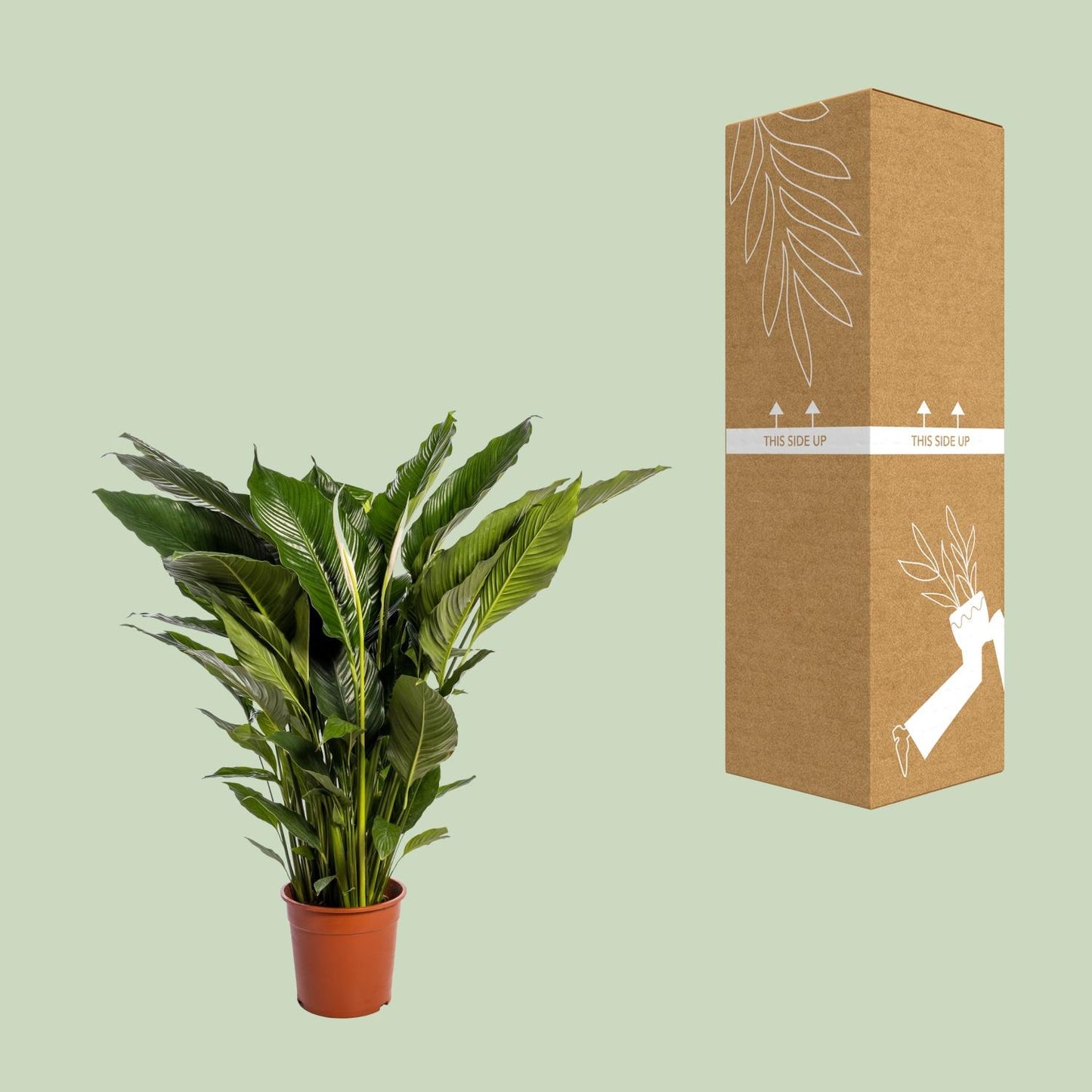 🌿 Spathiphyllum ‘Sweet Sebastiano’ Lepelplant