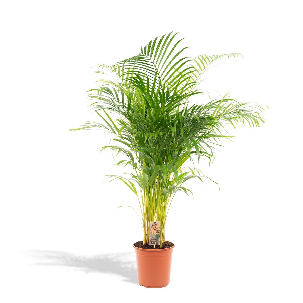 🌴 Areca Palm – Luchtzuiverende Tropische Kamerplant